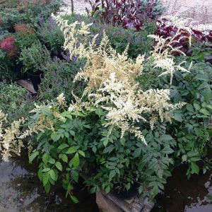 Astilbe